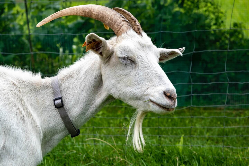 Goat Milk Formula Comparison Guide